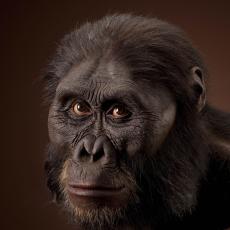 Image of Australopithecus afarensis